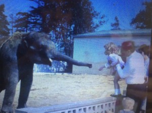 This was probably my first elephant encounter aged 3 at Colchester Zoo - with my uncle 
