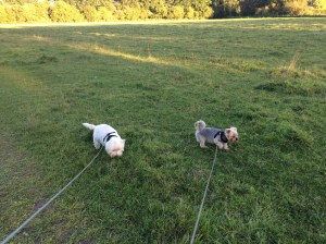 Last walk with Lacey & Arthur before they go and stay with their doggie caretakers! Thanks Lesley and Lee 