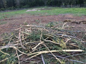 After the elephants have been at them!