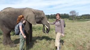 First close up Elephant encounter with Shungu