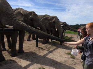 Elephant feeding time