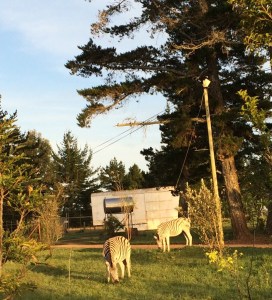 Early morning zebras