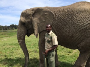 Sally the matiarch of the herd. she was born in 1989 and saved from culling in Kruger National park 