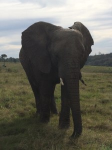 Nandi means 'a sweet thing' in Zulu - 2nd largest female born in 1993 and came to the park in 2002 - very good mother to Thandi