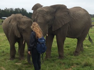 Thato seen here on the left (with Keisha) means 'beloved' in Tswana - born in 2007 she is the youngest, smallest elephant - she arrived at the park with Mashudu after her parents suffered the same fate 