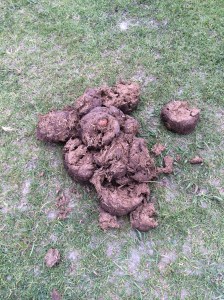 So this is where it starts ... Fresh from the elephant 