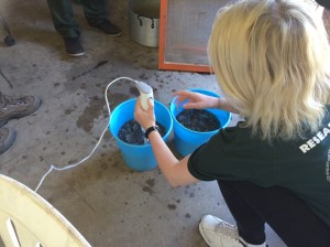 Next water is added and it is mushed up with an electric musher